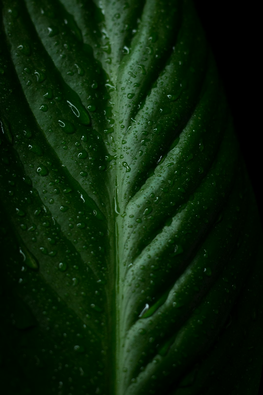 water droplets on green leaf