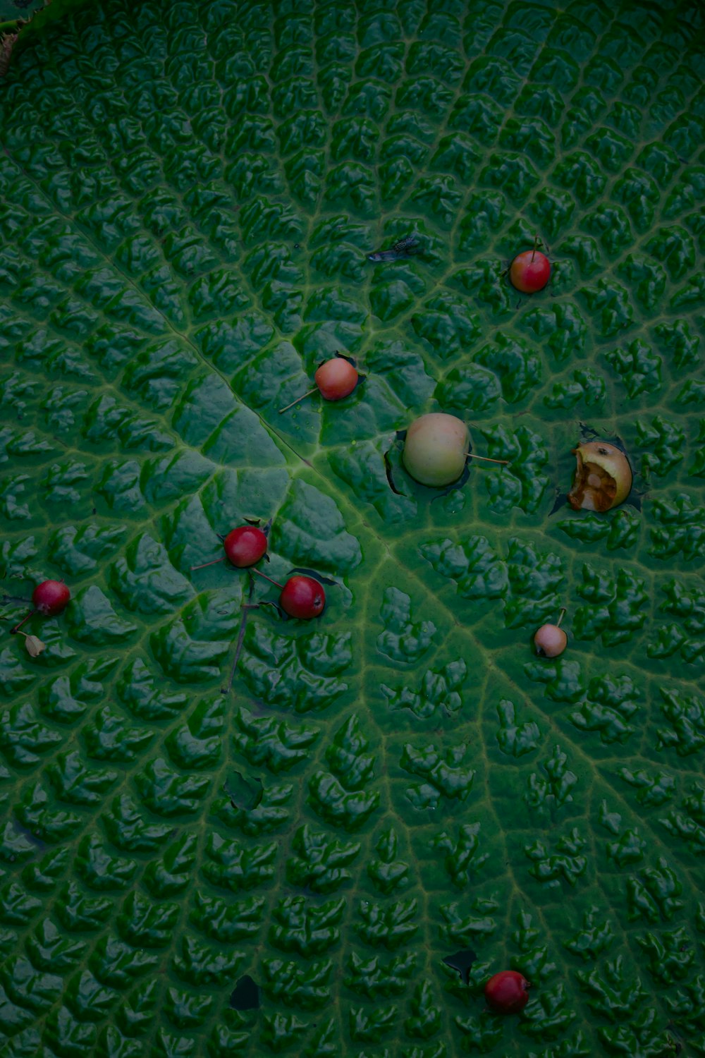 green leaf with water droplets