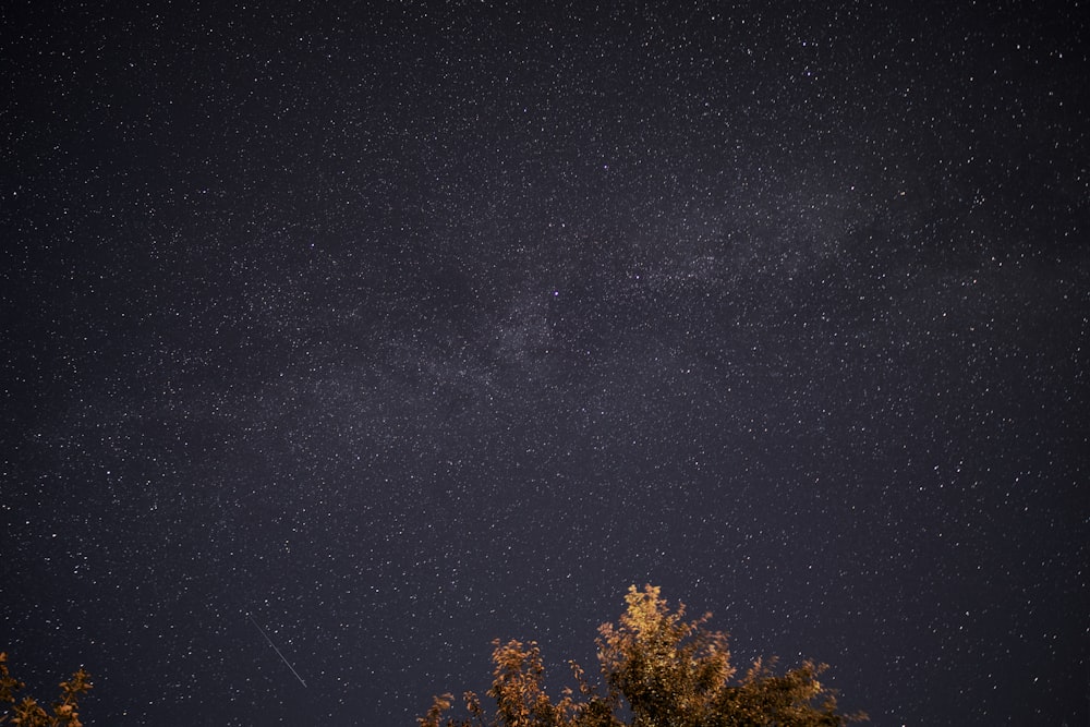 green trees under starry night