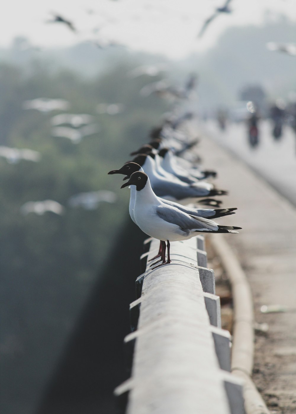 white and black bird on white concrete fence during daytime