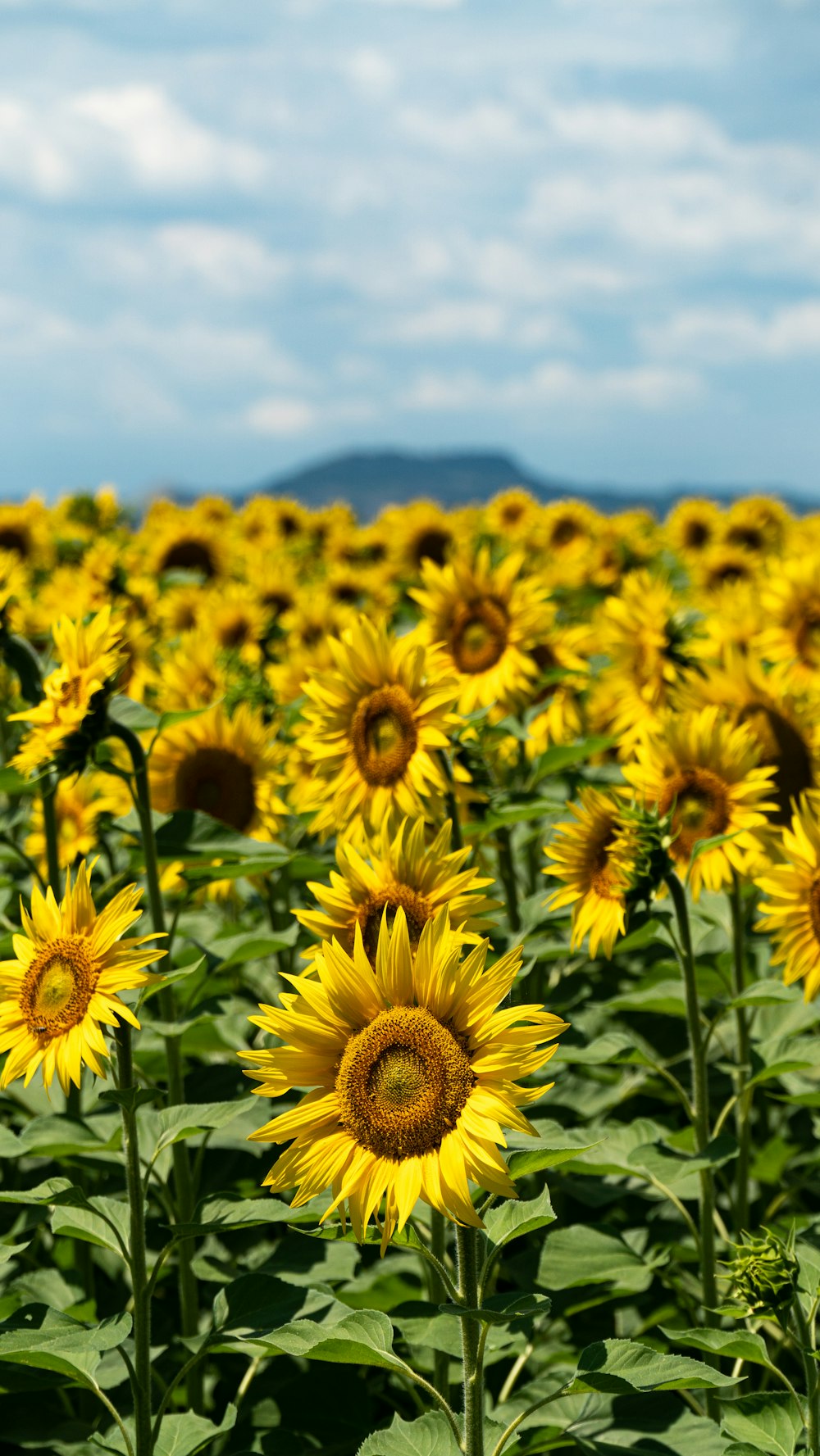 gelbes Sonnenblumenfeld tagsüber