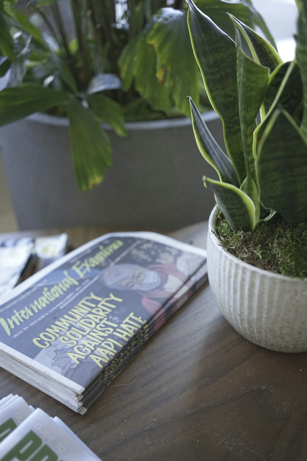 green plant on white ceramic pot