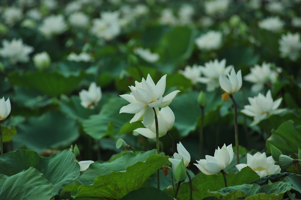 white flower with green leaves