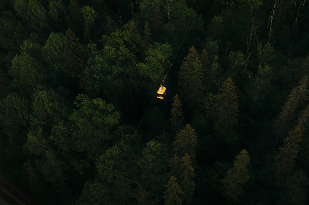 yellow and black street sign on green forest during daytime