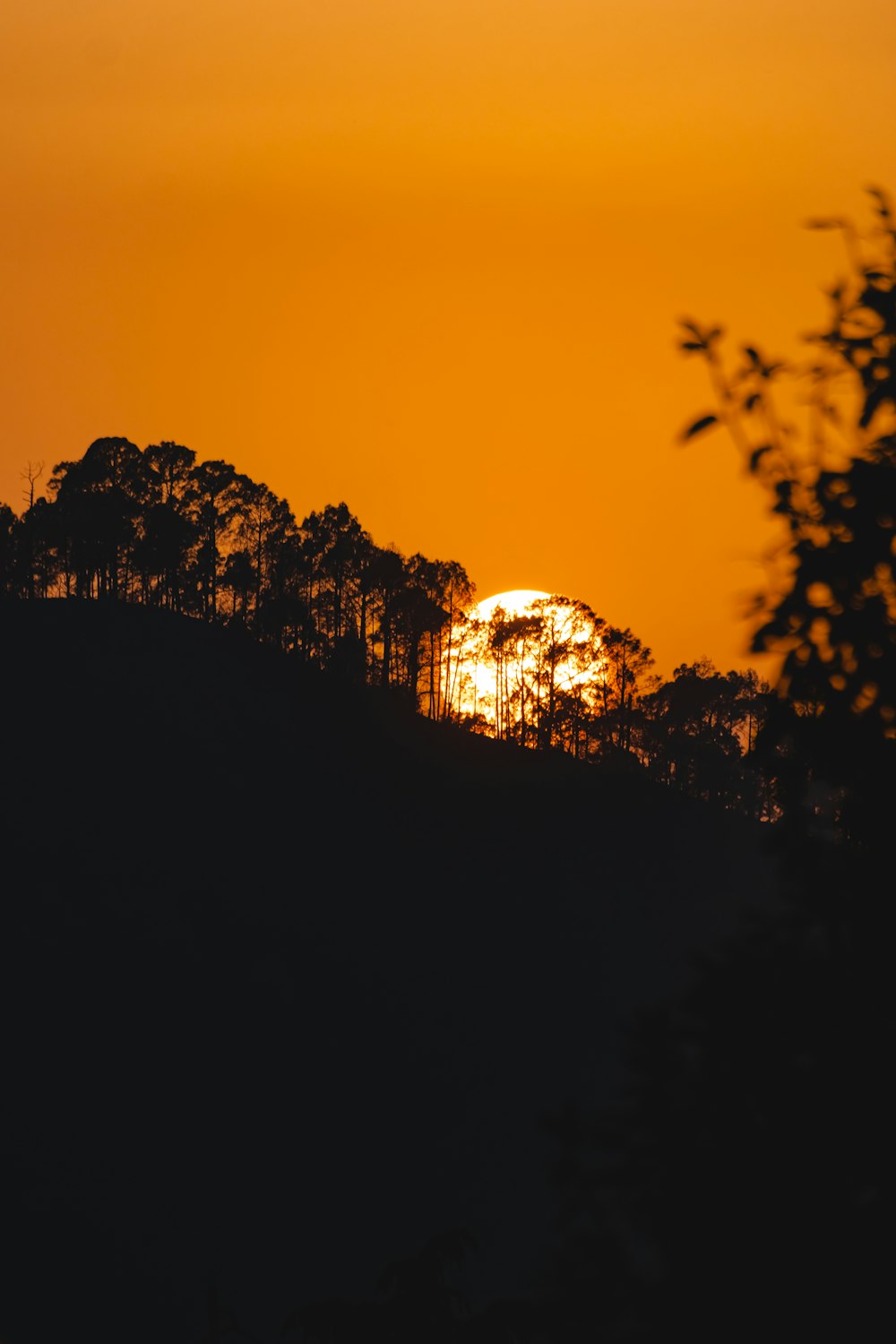 silhouette of trees during sunset