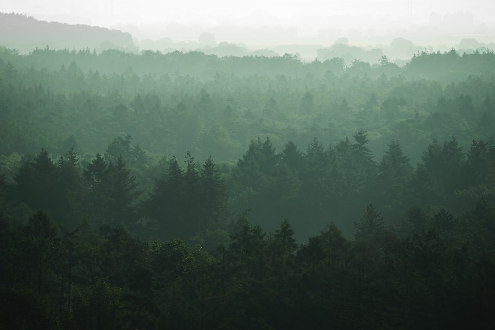 green trees covered by fog