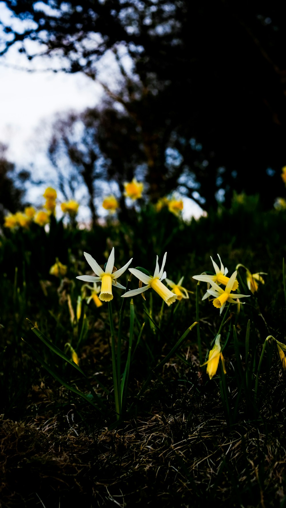 yellow flowers in tilt shift lens