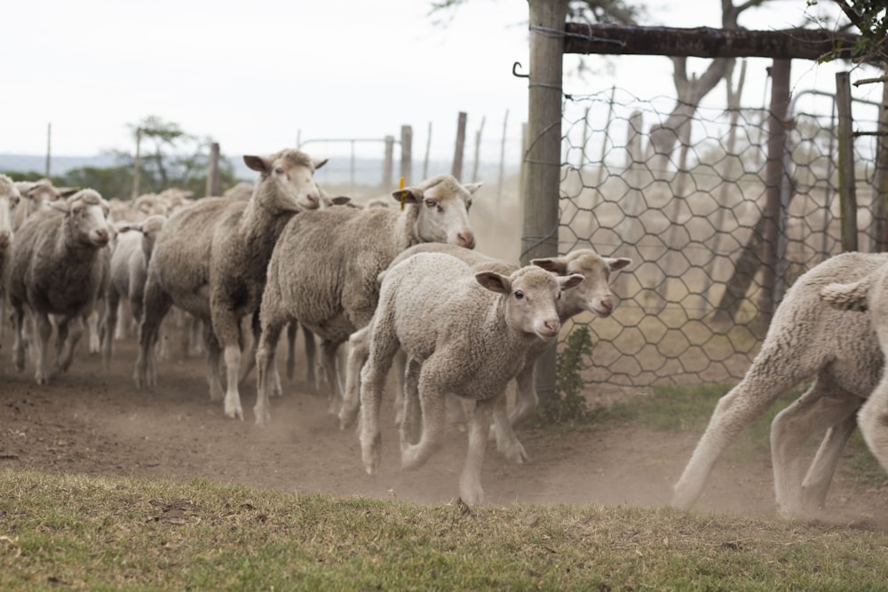 herd of sheep on brown field during daytime