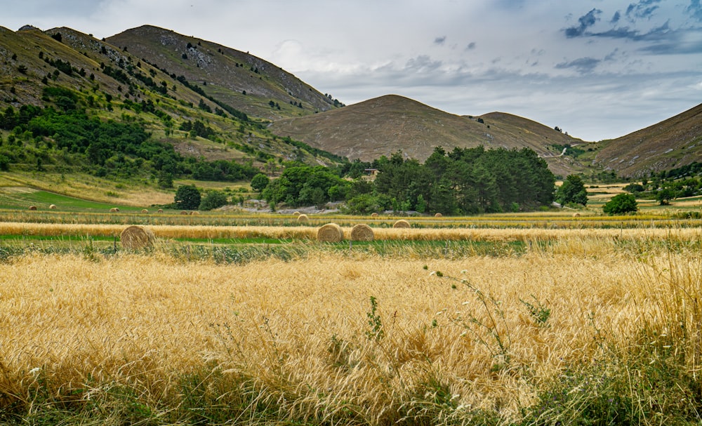 Braunes Grasfeld in der Nähe von Green Mountain tagsüber