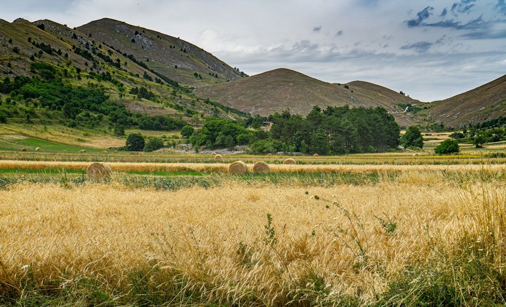 brown grass field near green mountain during daytime