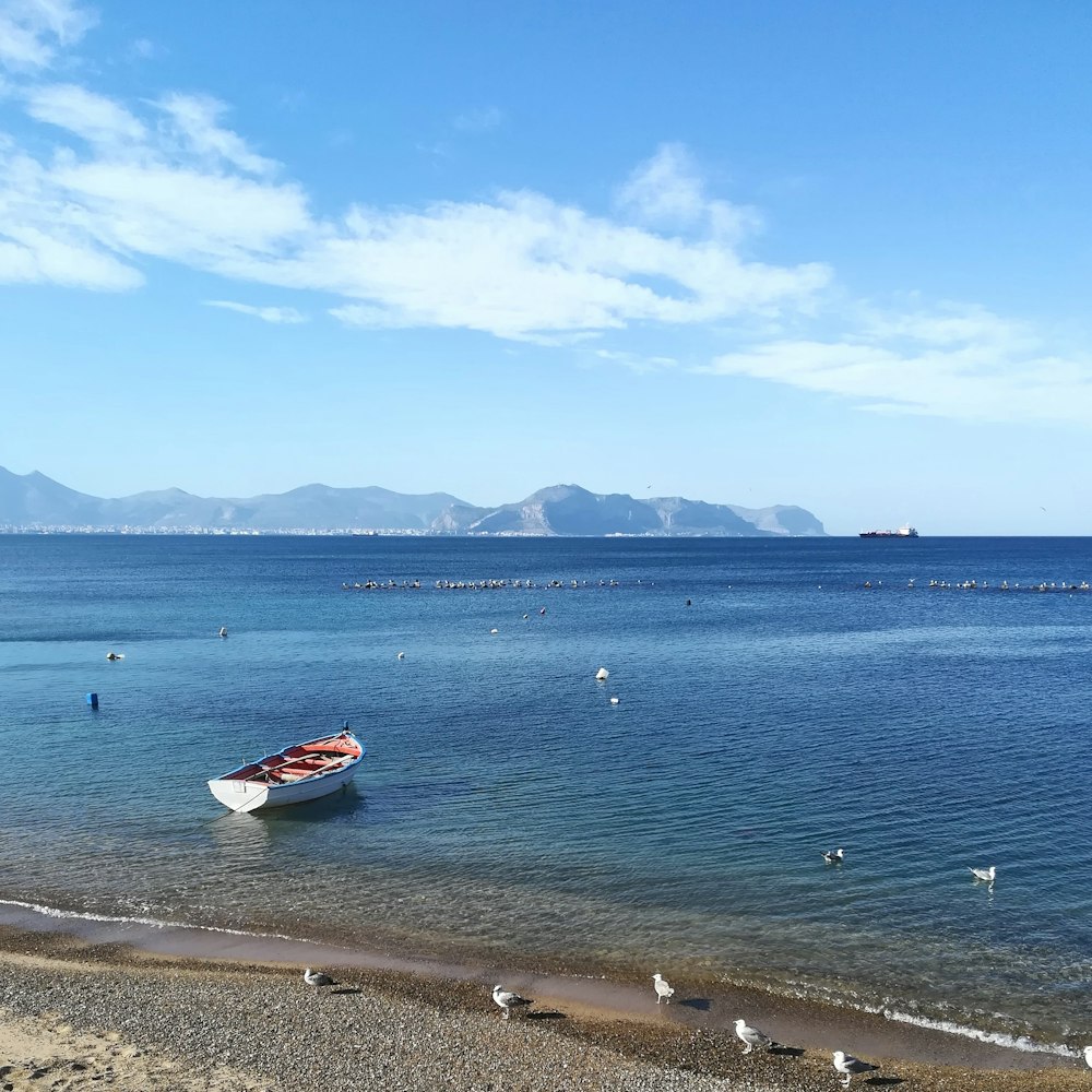 red and white boat on sea during daytime