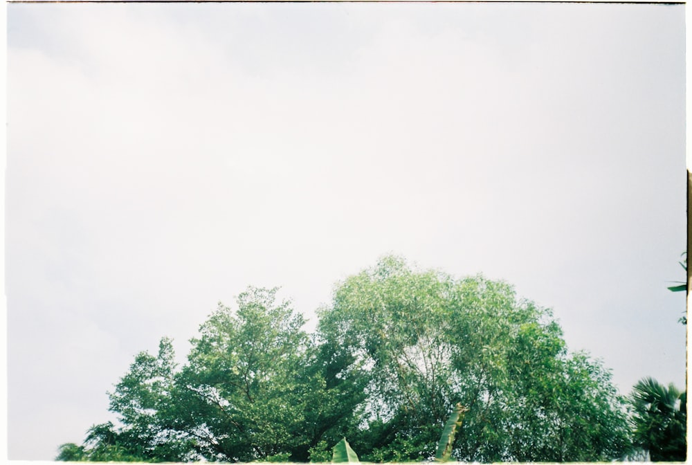 green trees under white sky during daytime