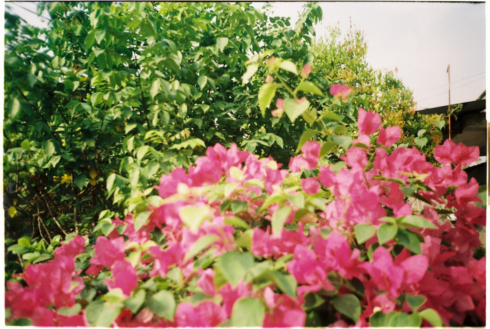 pink flowers with green leaves