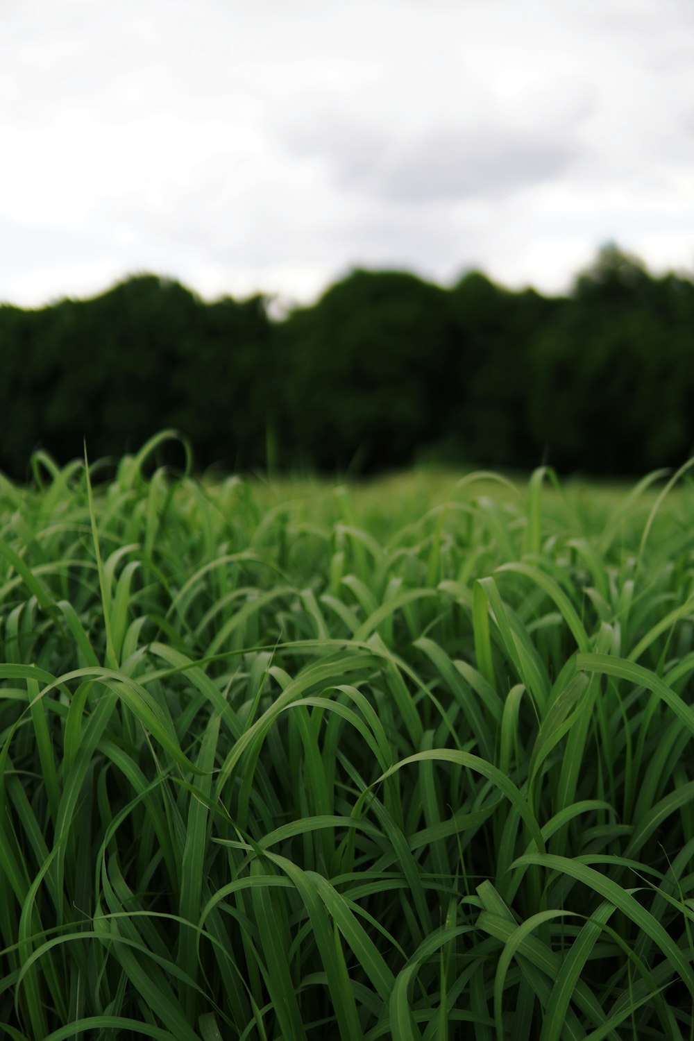 green grass field during daytime