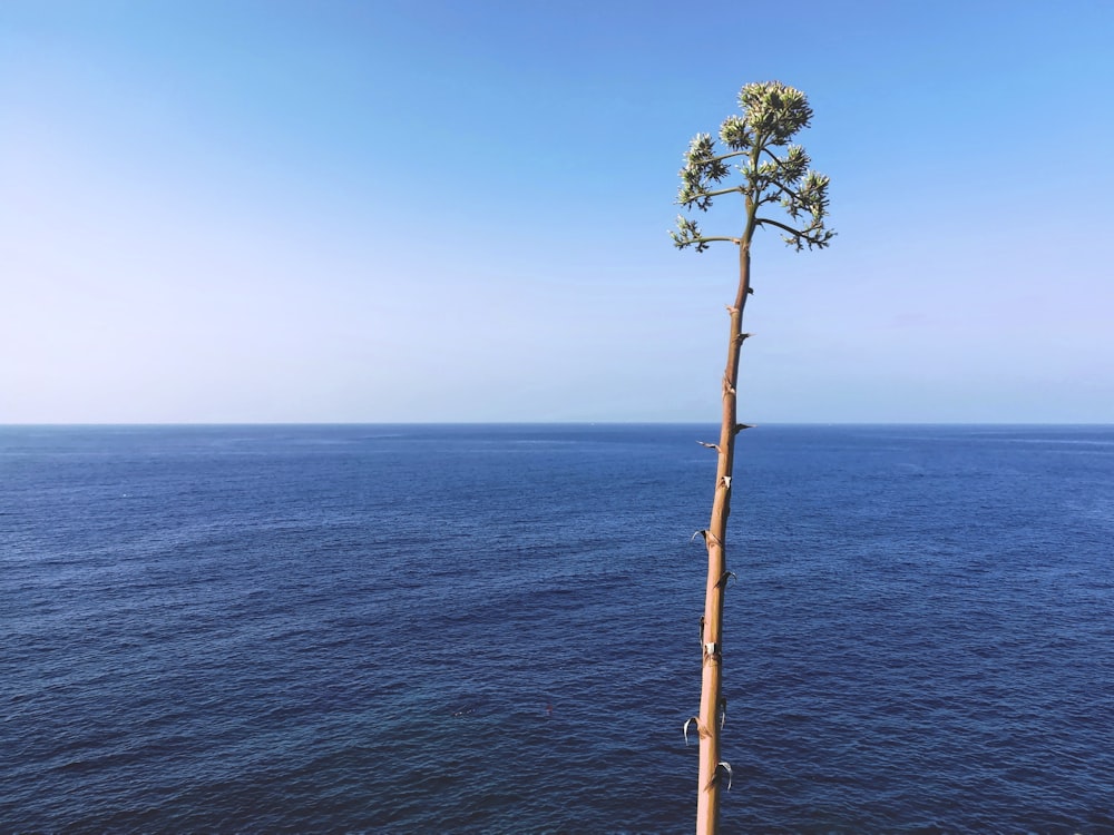 árvore verde no mar azul sob o céu azul durante o dia