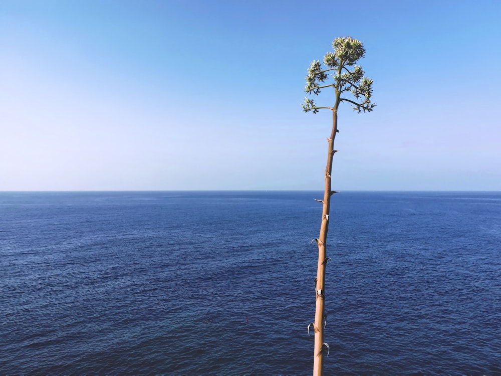 green tree on blue sea under blue sky during daytime
