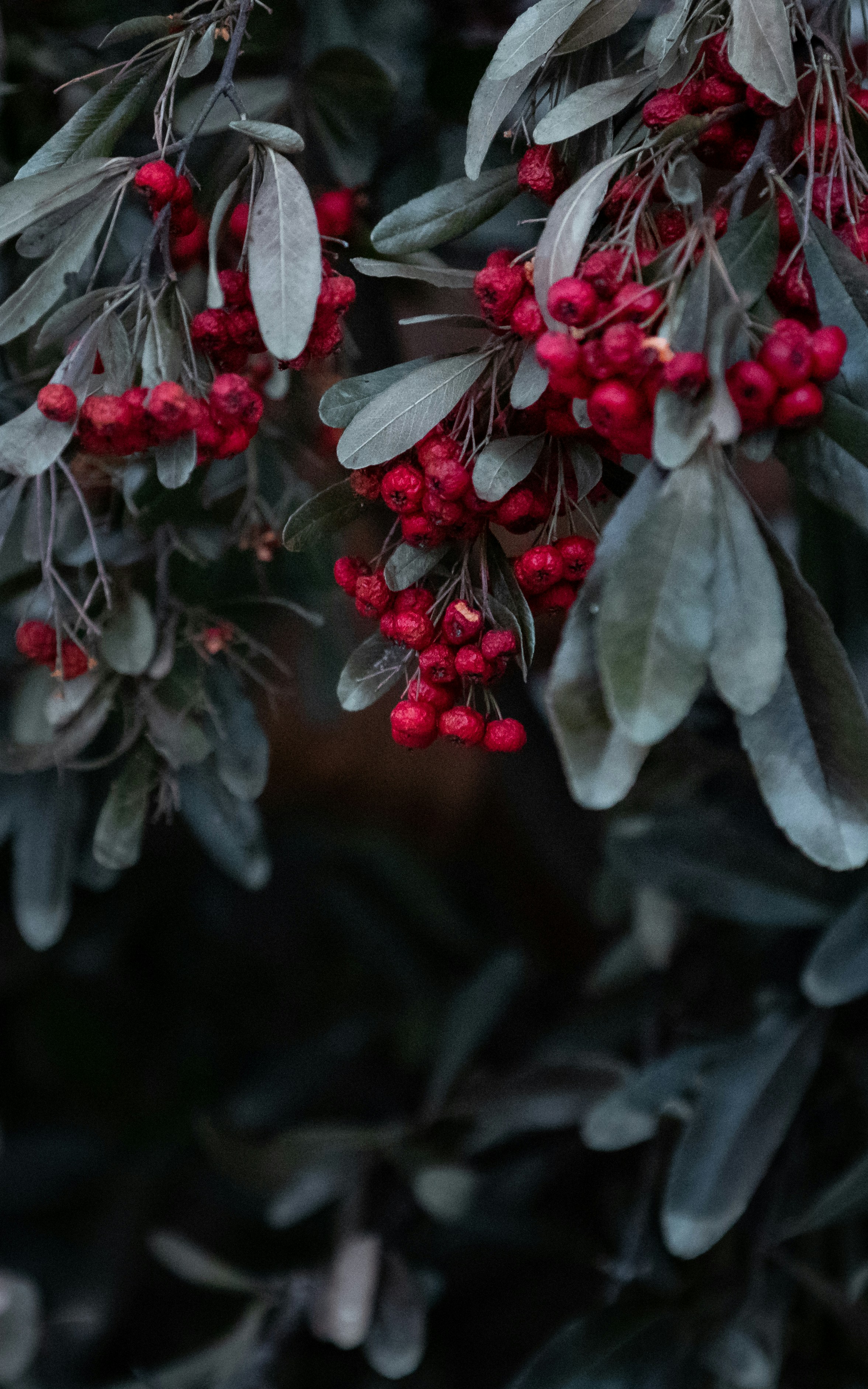 white and red flowers in tilt shift lens