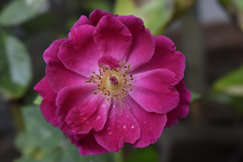 pink flower in tilt shift lens