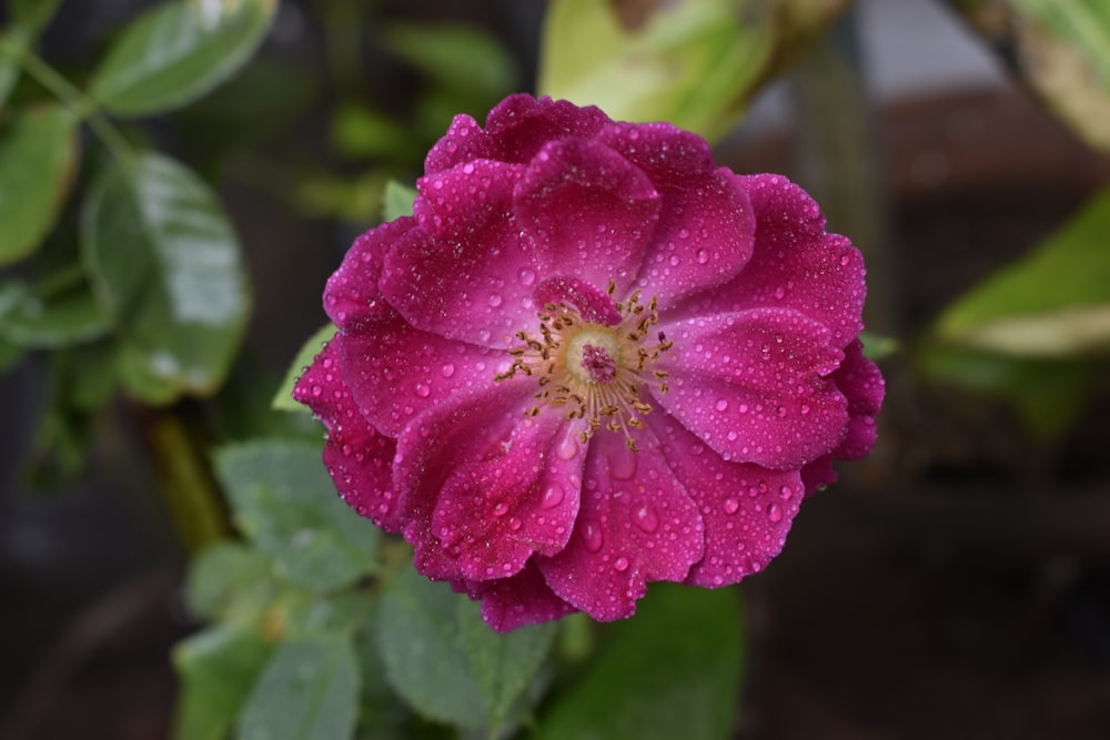 flor rosa con gotas de agua