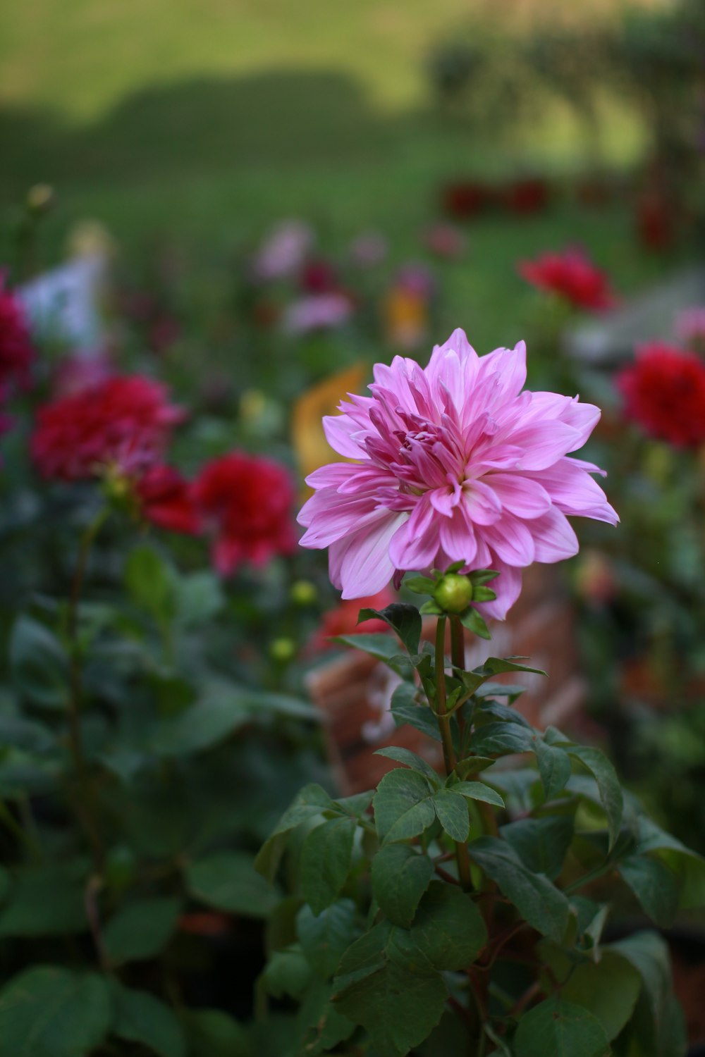 pink and white flower in tilt shift lens