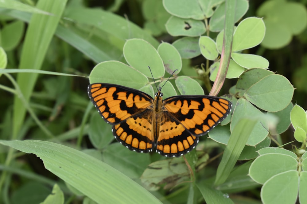 monarch butterfly perched on green plant during daytime