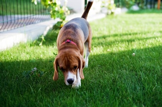 A beagle wearing a red collar is walking on lush green grass. The background includes a fence and some plants, indicating a garden or backyard setting. Sunlight is casting shadows, adding warmth to the scene.
