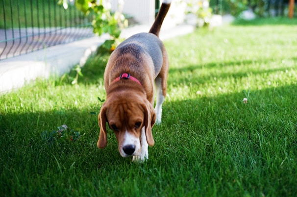 A beagle wearing a red collar is walking on lush green grass. The background includes a fence and some plants, indicating a garden or backyard setting. Sunlight is casting shadows, adding warmth to the scene.