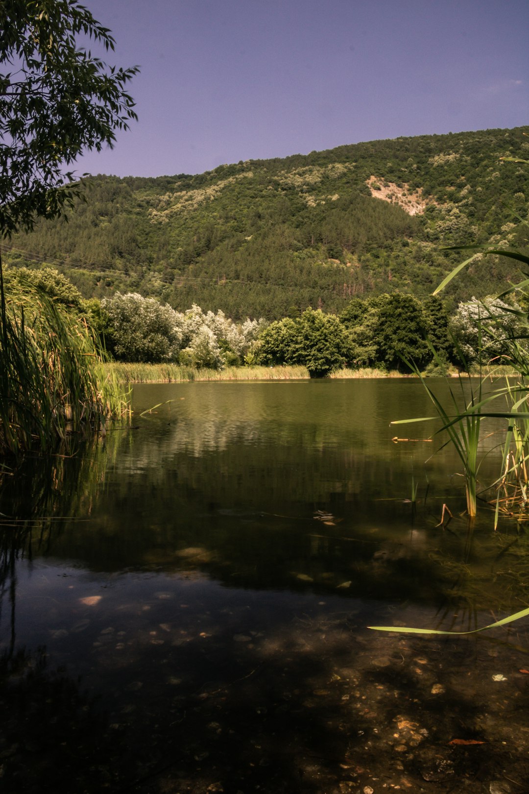 green trees near lake and mountain during daytime