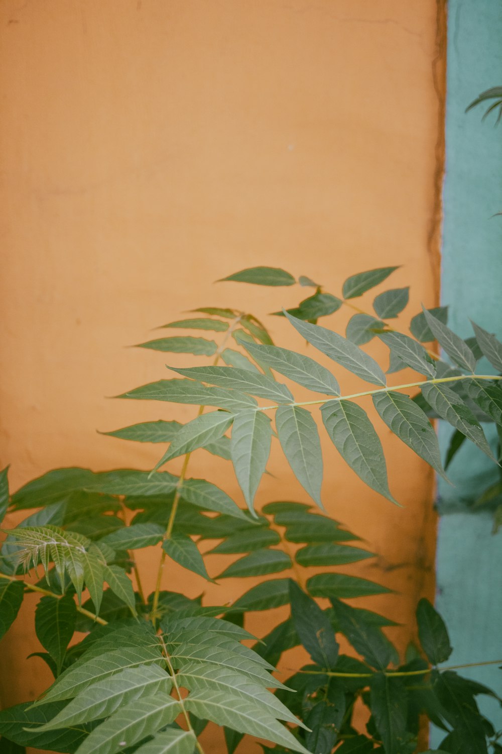 feuilles vertes près du mur beige