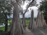 Bundles of dried sticks are stacked in tall, conical shapes on a dirt pathway. The scene is set outdoors with lush green fields and trees enveloping the area. The sun is partially obscured by tree branches, casting a serene, dappled light.