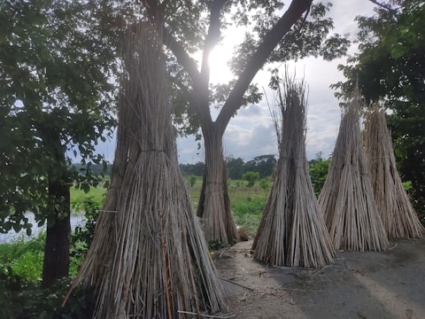 Bundles of dried sticks are stacked in tall, conical shapes on a dirt pathway. The scene is set outdoors with lush green fields and trees enveloping the area. The sun is partially obscured by tree branches, casting a serene, dappled light.