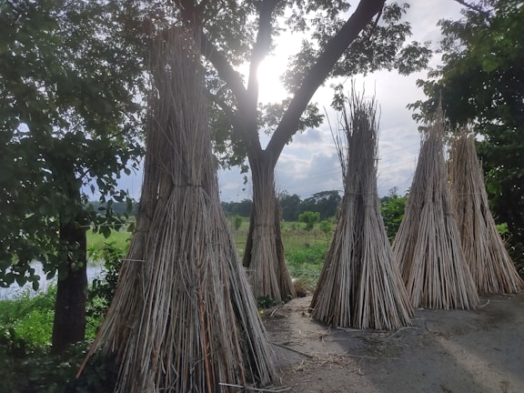 Bundles of dried sticks are stacked in tall, conical shapes on a dirt pathway. The scene is set outdoors with lush green fields and trees enveloping the area. The sun is partially obscured by tree branches, casting a serene, dappled light.