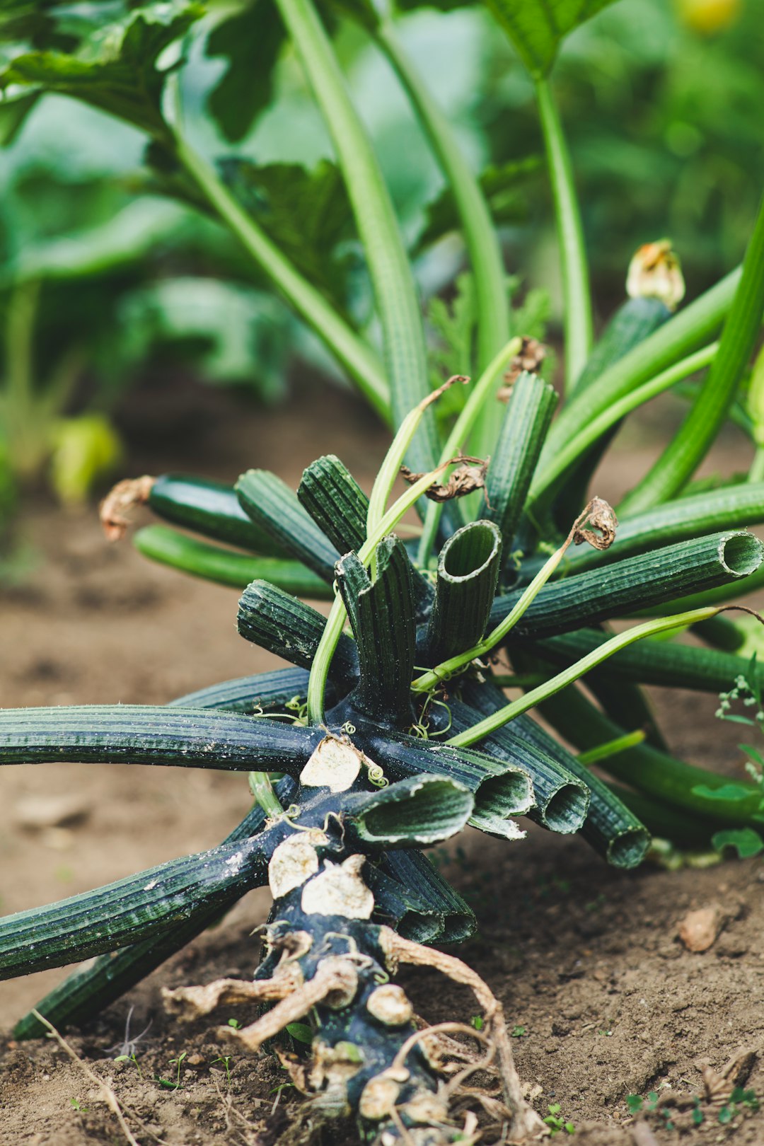 green cactus plant on brown soil