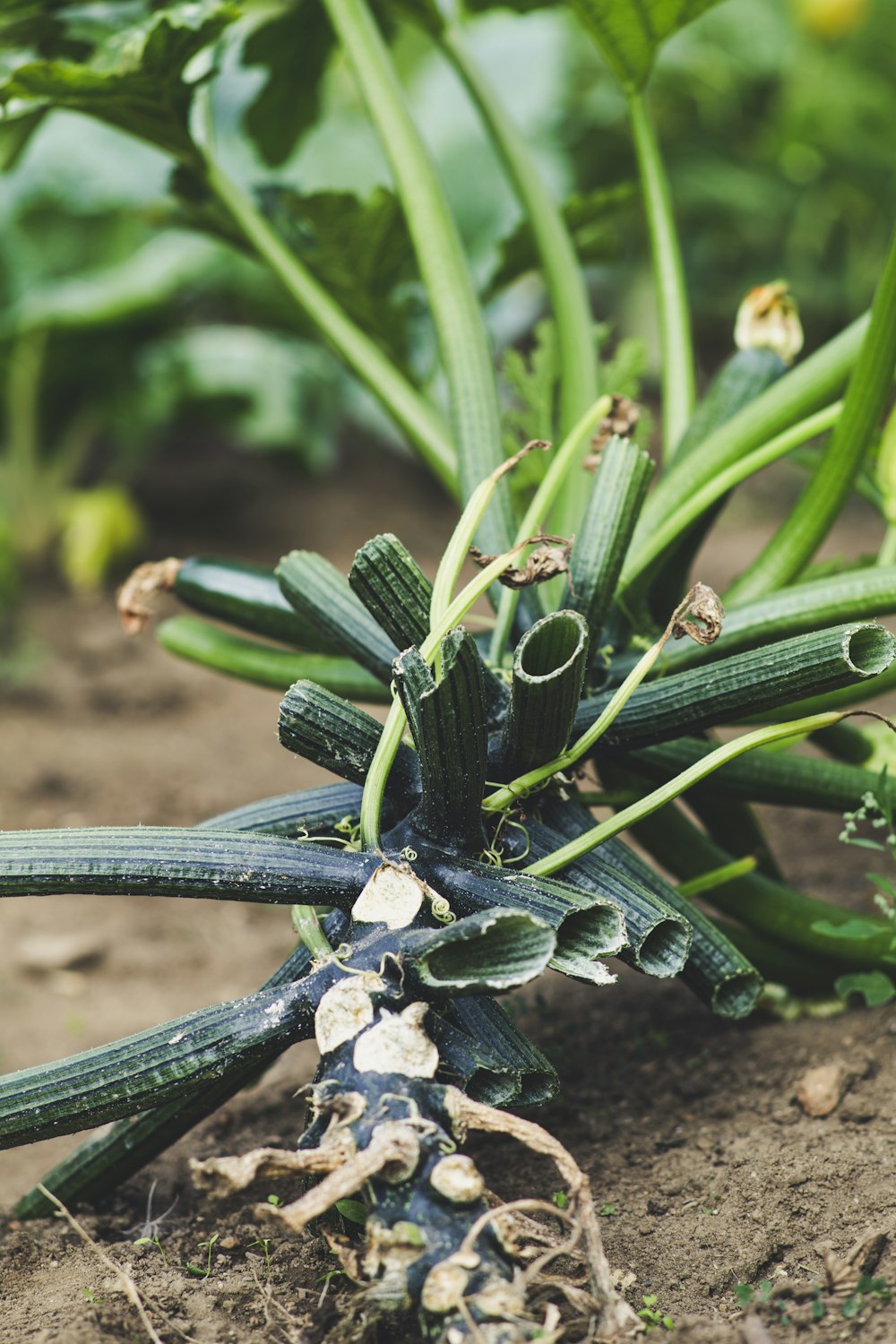 green cactus plant on brown soil