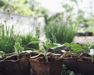 green plant on brown clay pot