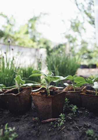 green plant on brown clay pot