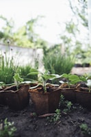 green plant on brown clay pot