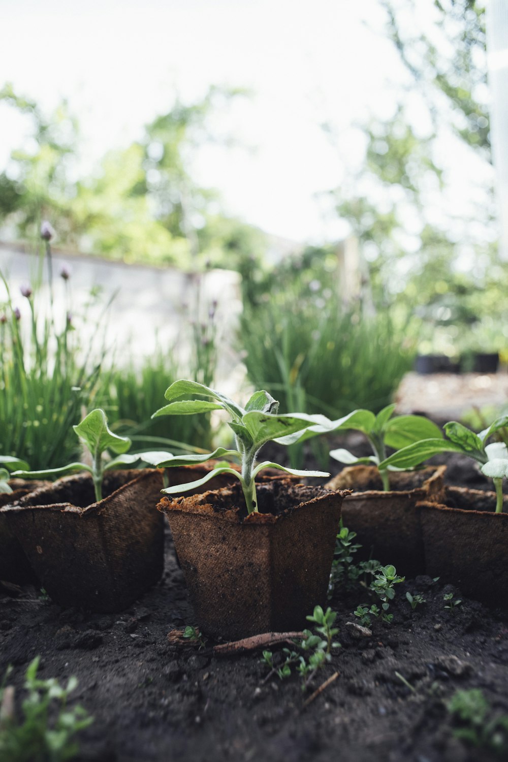 green plant on brown clay pot