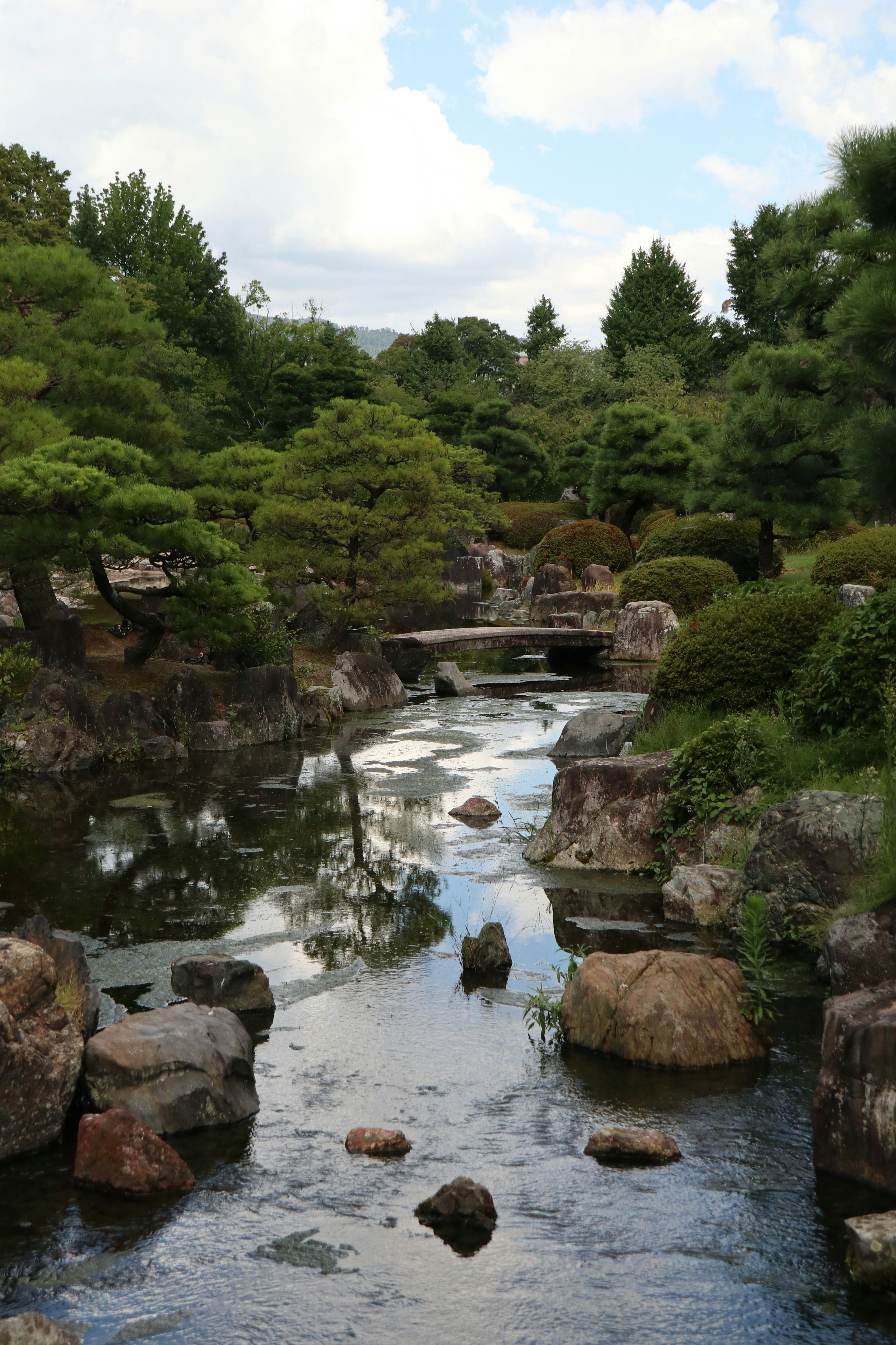 green trees beside river during daytime