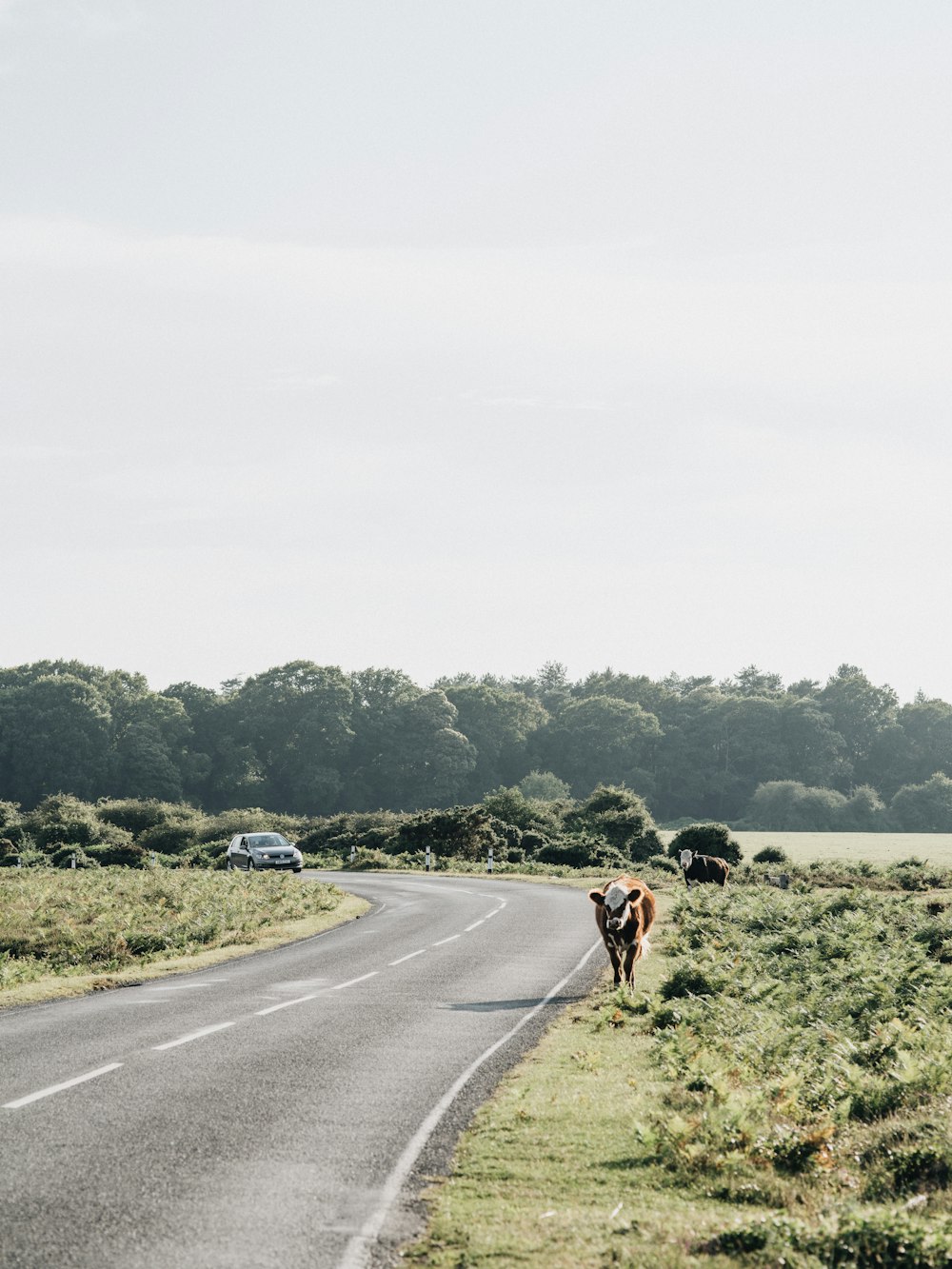 2 people riding horses on road during daytime