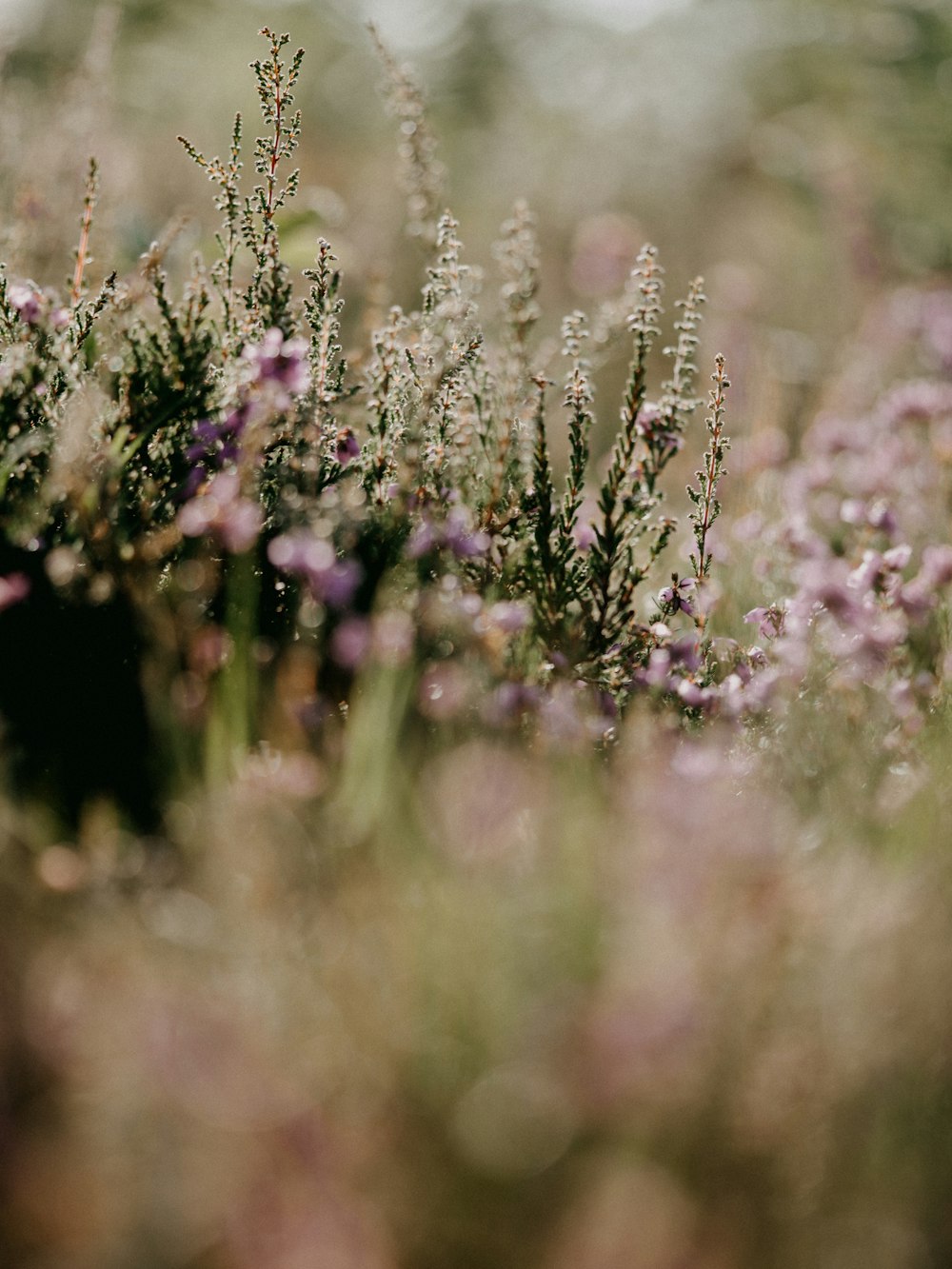 purple flowers in tilt shift lens