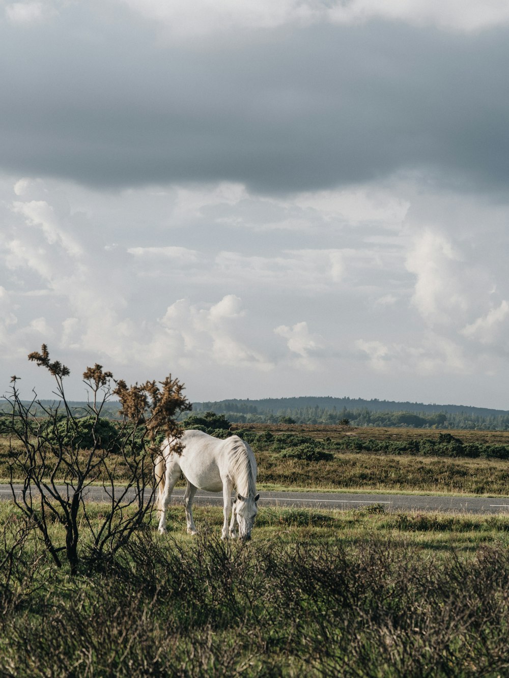 caballo blanco en el campo de hierba verde bajo las nubes blancas durante el día