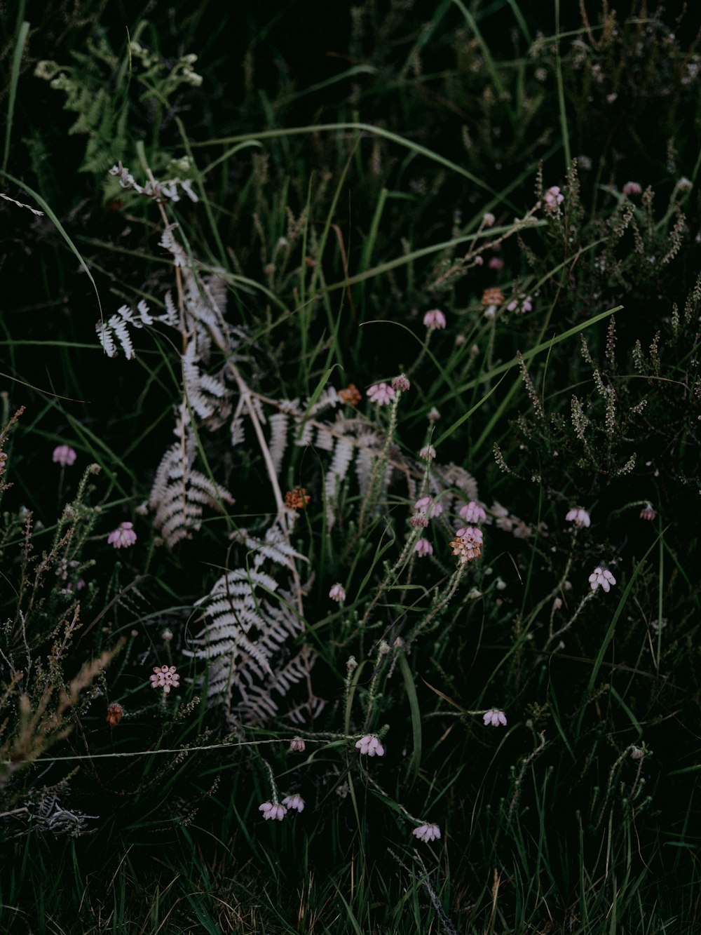 white and green plant during daytime