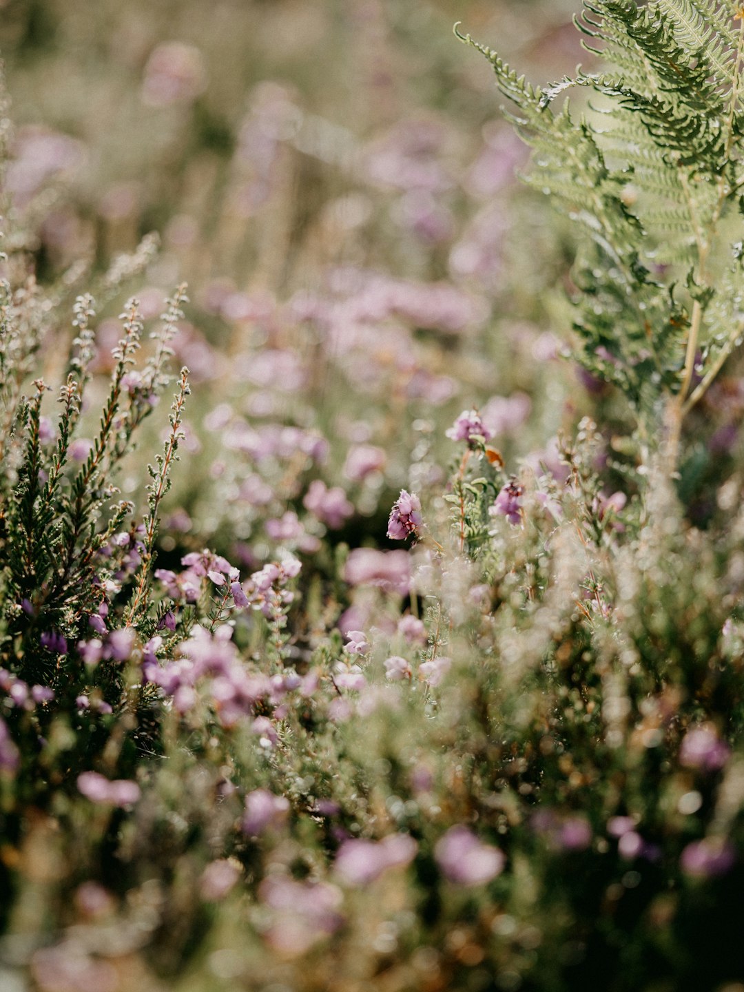 purple flower in tilt shift lens