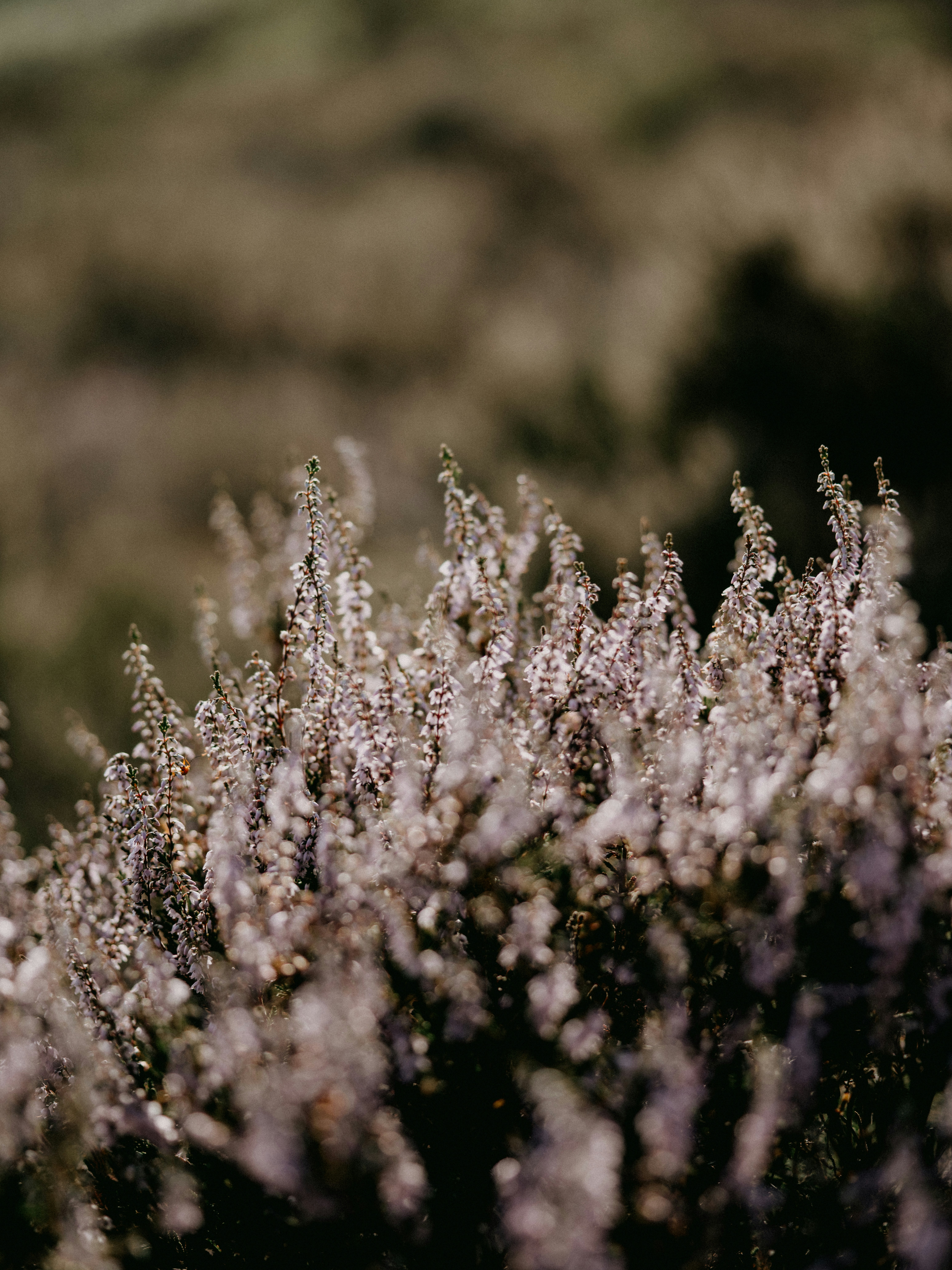 Photo by anniespratt