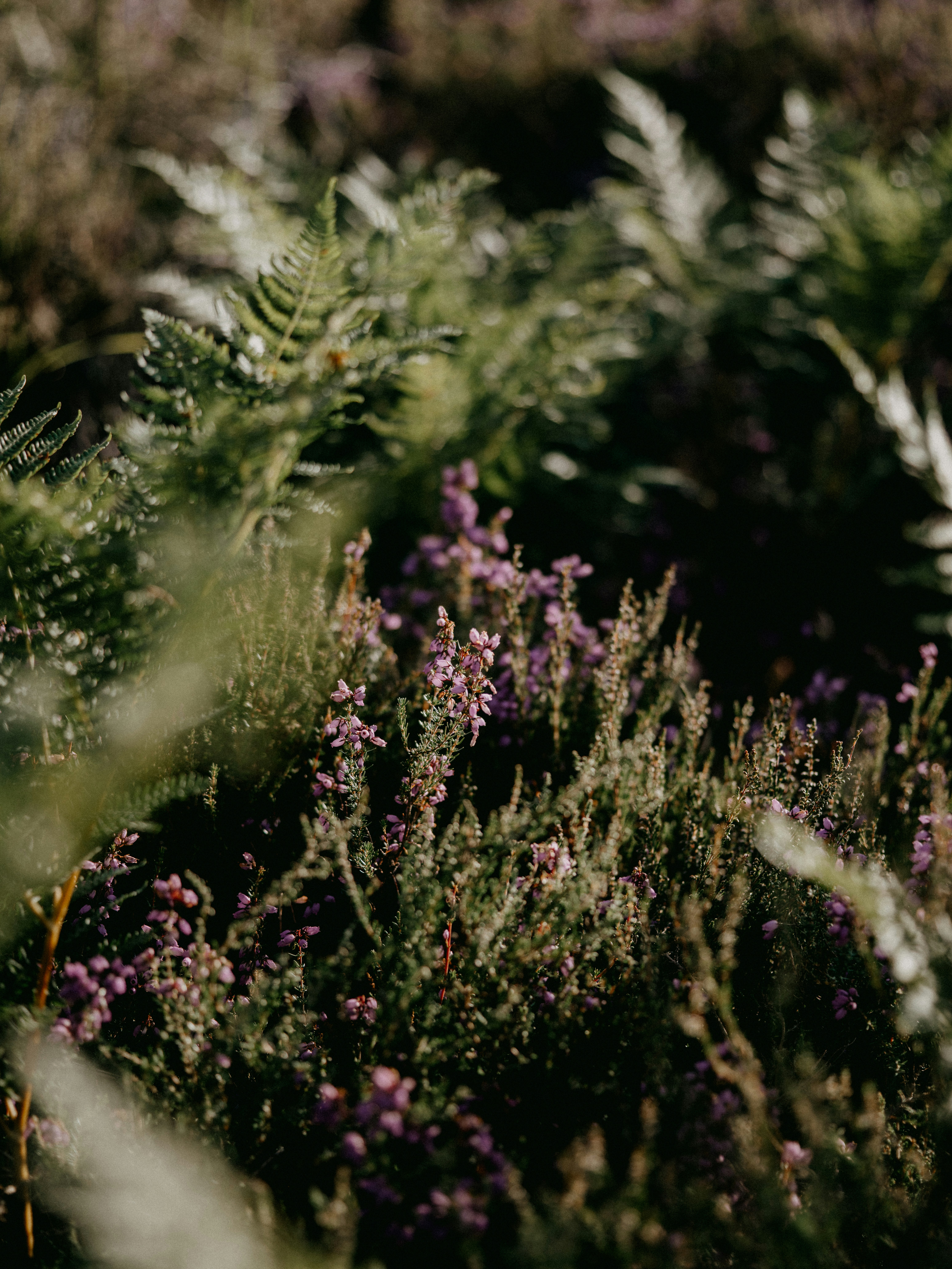 Photo by anniespratt