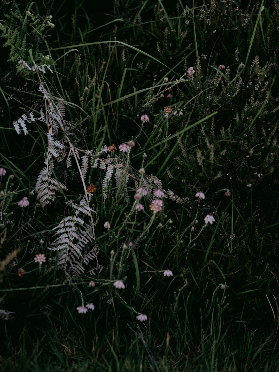 white and purple flowers on green grass