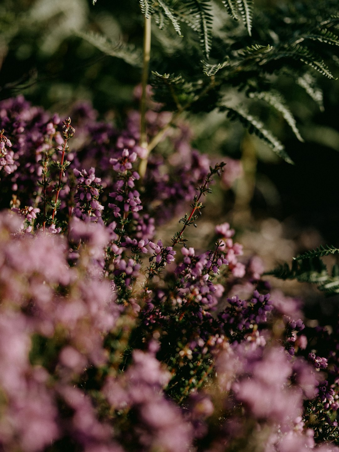 purple flowers in tilt shift lens