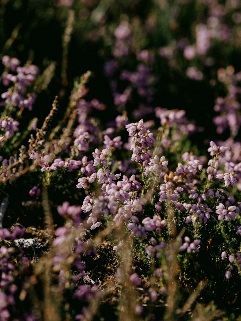 purple flowers in tilt shift lens