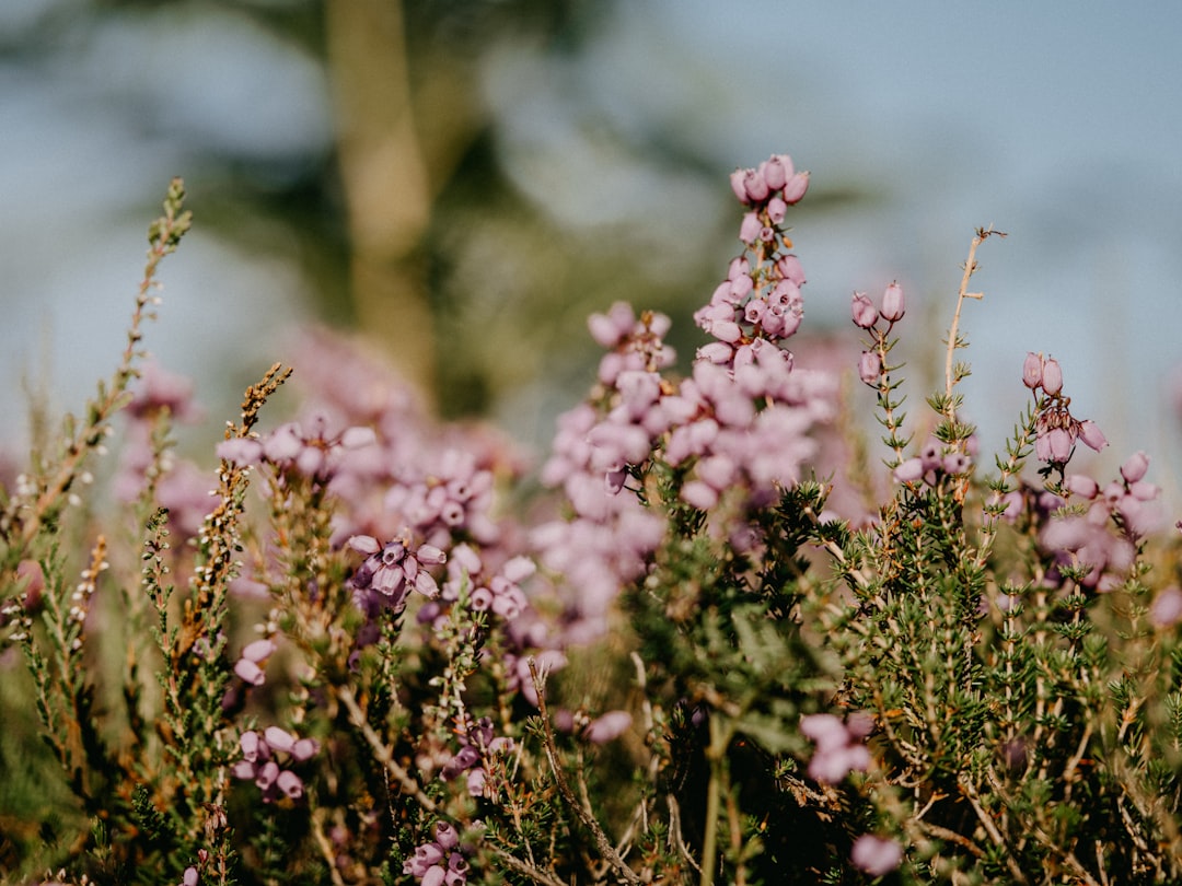 pink flowers in tilt shift lens